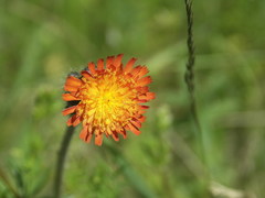 Hieracium