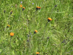 Hieracium