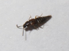 Oxypoda acuminata