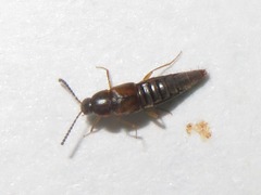 Oxypoda acuminata