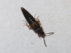 Oxypoda acuminata