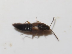 Oxypoda acuminata