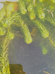 Lagarosiphon major
