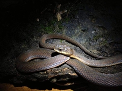 Rhabdophis