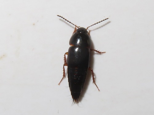 Tachinus rufipes, Leidschendam, Nederland, photo 6 of 10