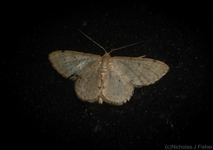 Idaea pilosata