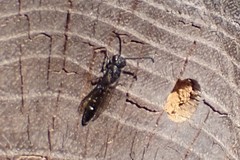 Sapyga quinquepunctata