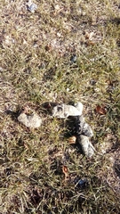 Canis lupus italicus