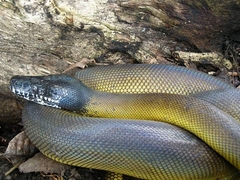 Leiopython albertisii