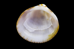 Image of Glycymeris modesta