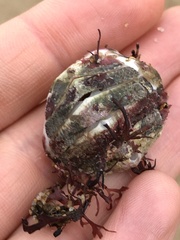 Placiphorella stimpsoni