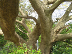 Celtis sinensis