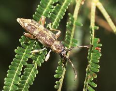 Pempsamacra dispersa