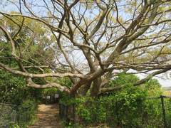 Celtis sinensis