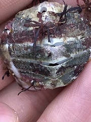 Placiphorella stimpsoni