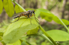 Rhagio annulatus