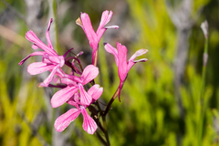 Disa gladioliflora gladioliflora