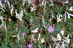 Astragalus depressus