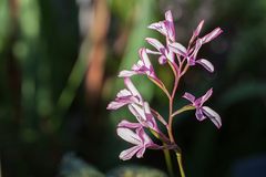 Disa gladioliflora gladioliflora