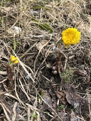 Tussilago farfara