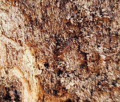 Uleiota