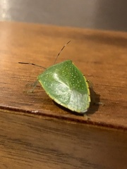 Chinavia pallidoconspersa