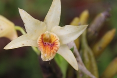 Dendrobium heterocarpum