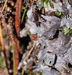 Peltigera dolichorhiza