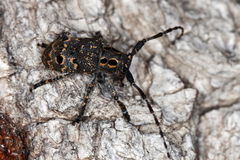 Mesosa curculionoides