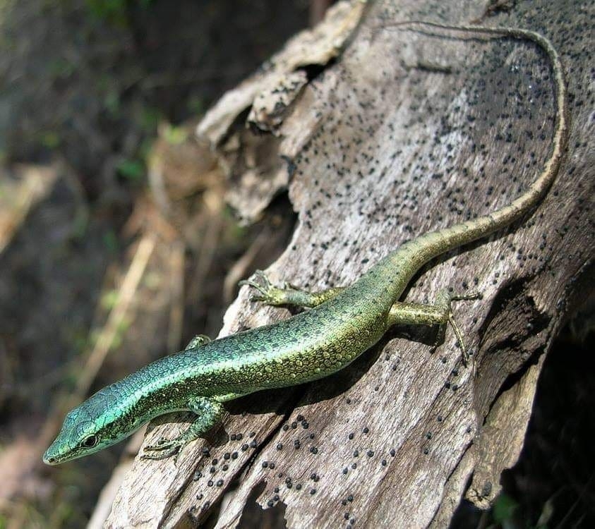 Meyer's Emo Skink