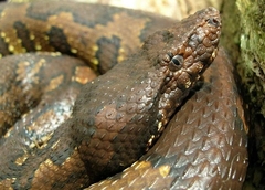 Candoia aspera