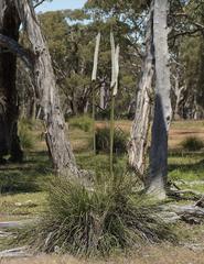 Xanthorrhoea caespitosa