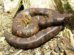 Candoia aspera