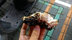 Rigidoporus microporus