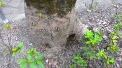 Rigidoporus microporus