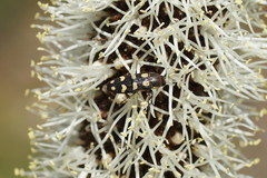 Xanthorrhoea caespitosa