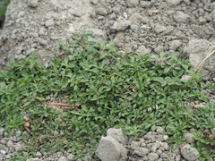 Alternanthera paronychioides