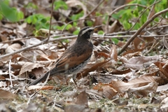 Turdus eunomus