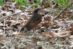 Turdus eunomus