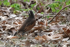 Turdus eunomus