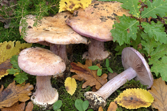 Cortinarius suaveolens