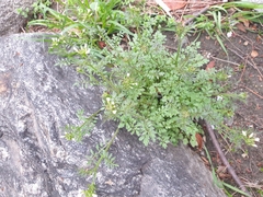 Cardamine parviflora