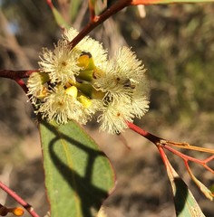Eucalyptus odorata