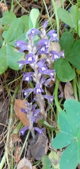 Phelipanche nana