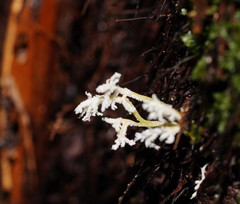 Cordyceps tenuipes