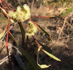 Eucalyptus odorata