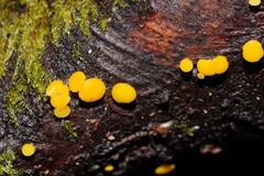 Pezizellaceae
