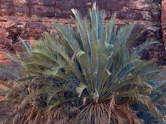 Macrozamia macdonnellii