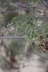 Acacia doratoxylon