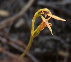 Eriochilus cucullatus